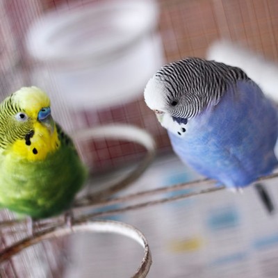 How To Keep Budgies In Home