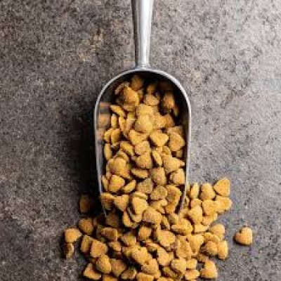 The Quest for the Best: Top Dog Foods in the Market
