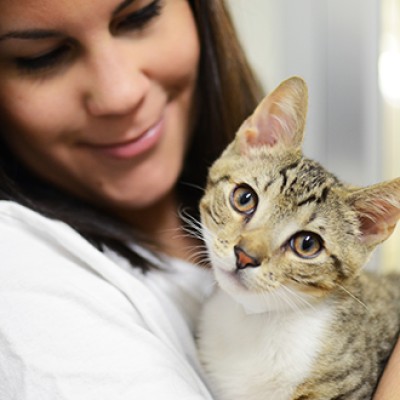 Pets How to Keep Cats at Home: Tips for Pet Owners